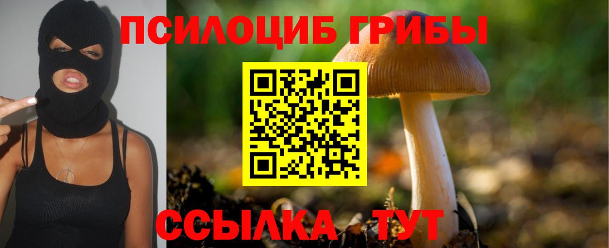 Менделеевск  Галлюциногенные грибы Psilocybine cubensis  Вход с VPN 